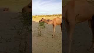 الإبل الجميل ذو العنق الطويل يأكل الشجرة بسهولة  #camel #camel #animals #nature #cuteanimal