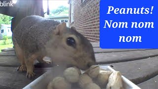 My favorite meal. Peanuts!