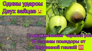 💥укоренëнные черенки роз🌹и томаты💥- необходимая подкормка🆘❗Помидоры🍅 спасаем от вершинной гнили💪👍!