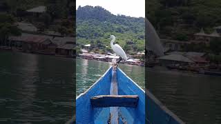 The great egret bird #birds #wildlife #animals #birdwatching #nature