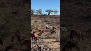 Wild Horses Hill Show #wildanimals #horsevideo #amazinghorse #bighorse #equestrian #wildmustangs