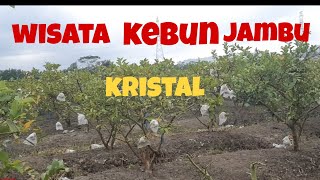 WISATA BUAH JAMBU KRISTAL !!