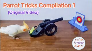 （Original) Creative Parrot Tricks Compilation #1 Funny Cute Bird Train Video