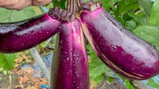 EGGPLANT UNIQUE FORM and SHAPE PHOTOS