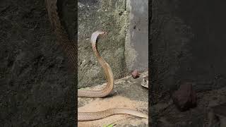 Amazing view of snake and tortoise😱🐍  | #shorts #youtubeshorts