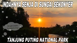 SUSUR SUNGAI SEKONYER DI SENJA HARI | SUNSET TAMAN NASIONAL TANJUNG PUTING | BEKANTAN KALIMANTAN