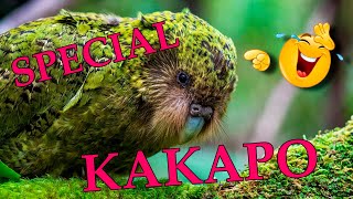 C'EST LE BOUM BOUM DU KAKAPO !!!