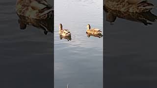 Kaczki #animals #staw #birds #nature #duck #zobacz #ptaki