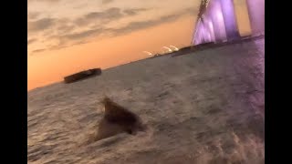 Giant Ray Jumping By Boat Under Skyway Bridge in Tampa