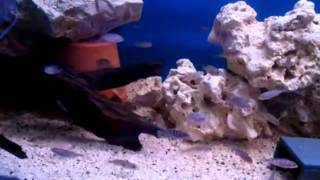 Malawi cichlid fry tanks