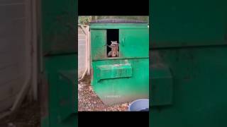 Funny Animals 2023 😂 - Funniest Cats and Dogs video 🐱 🐶 #shorts