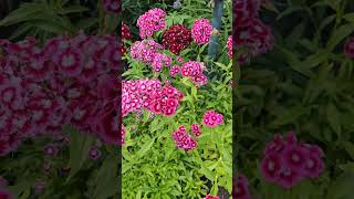 cantiknya bunga sweet William di kebunku Barneside garden #barnesidegarden