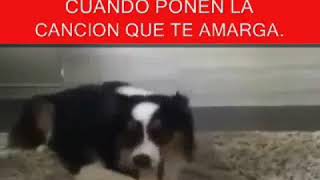 Perro Bachatero