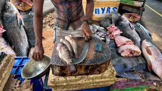 Oh!! Best Pleasant Village Traditional Very Biggest Street's Fish Market Tilapya Fish Cutting