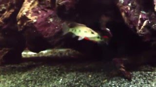 Mortal combat hemichromis fry!