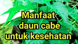 Wow,,!!Beberapa Masalah Kesehatan Teratasi Dengan Daun Cabe