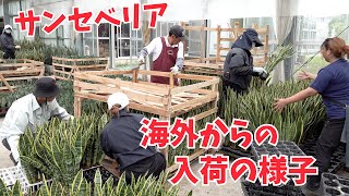 【サンセベリア】海外からの入荷の様子【赤塚植物園農場だより】