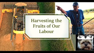 HARVESTING in Bridlington, East Yorkshire. 4k Drone Video #farming #drone #dji