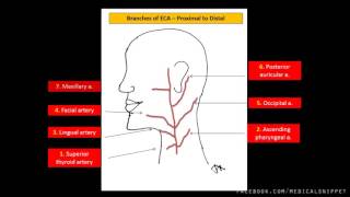 Branches of External Carotid Artery