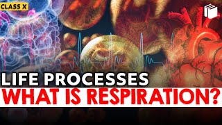 What is Respiration? | Chapter 6 | Class 10 | PuStack