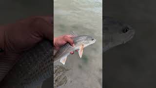 ARROYO CITY FISHING #shortfishing #fishing #fish #short #outdoors #fish #redfish #arroyocity