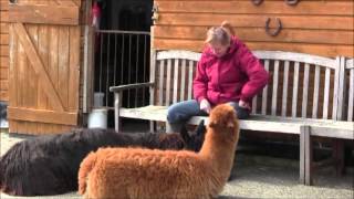 training alpacas the Lindy Moors way