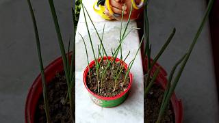 ছোট বাটিতেই রসুন পাতা চাষ করেছি ♥️ | Garlic Plant | #shorts #gardening