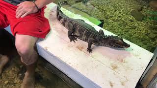 Caiman Enclosure Update - Fish population is up - Feeding Tilapia to them