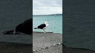 Kelp Gull Looking for Its Buddy #shorts #birding #newzealand #birdlovers #birdloversdaily