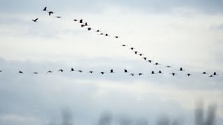 Where Do Birds Fly In The Fall ?