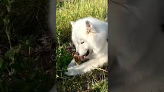 I found a yummy piece of wood.🤤😋 #dog #doglover #cuteanimals