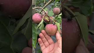 Apple Farm At  Uttarakhand