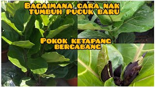 macam mana cara pokok ketapang nak bercabang (tumbuh pucuk baru)