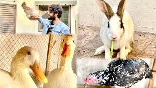 My beautiful pets || new surprises coming