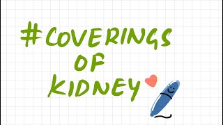 Coverings of kidney || kidney|| abdomen || anatomy