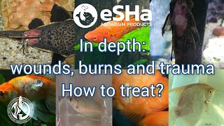 Wounds, Burns, Trauma on the fish's body. How to treat. Video 7. English version