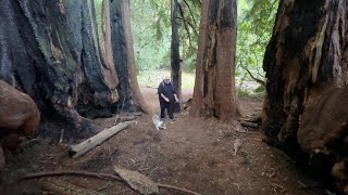 Gadget Visits the Redwoods