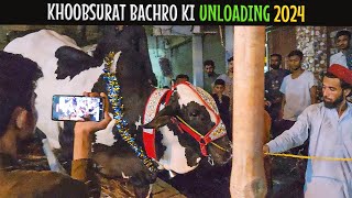 HEAVY BULLS UNLOADING AT JAMSED ROAD ❤️ | Ablak Beauties | Cow Mandi 2024 | Cattle Express