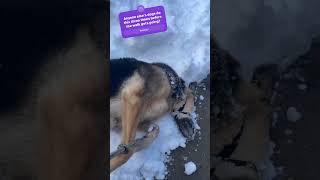 German Shepherd playing in the snow! 🌨️🤣❄️