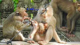 The Macaque Monkey and her baby together /Youtube