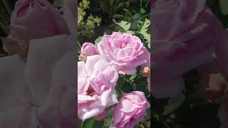 Rose Plant Tips #rose #shorts #tending#gardening #awonderfultimesri