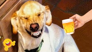 The Best Funny Animal Videos Make You Unable To Stop Laughing 🤣🐶 Funniest Cats And Dogs Videos 🤣