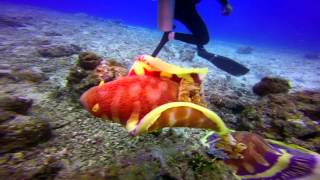 Scuba Diving Fiji, Beqa Lagoon Resort