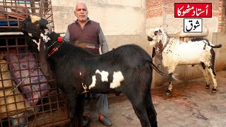 Giant Amritsari Beetal & Amritsari Cheena Breeder Goats Of Ustad Mithu Lahore 2023