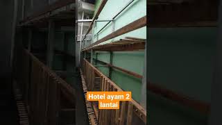 Wau hotel ayam 2 lantai, sip banget #ayamkub#ayamarab#peternakan #ayam#pecibtaayam