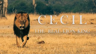 Cecil The Legacy of a King Of Part One#lion #cecilion #shourts #youtubeshorts