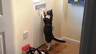 Crazy Cats Getting Mail