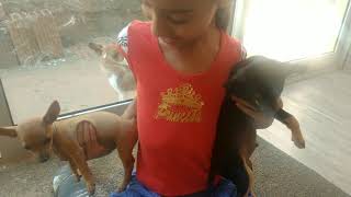 Cachorro Pinscher miniatura puro ódio e a não pega no colo ciúmes separa a briga