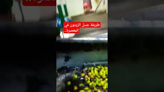 طريقة غسل الزيتون في المعصرة #shortvideo #huile_olive #زيت_زيتون #trending #طبخ #معاصر_الزيتون#شهيوة