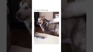 That slap was personal 💀  #cat#catvideo #dog#puppy#dogvideo##outinthewil#catfunny @outinthewildd